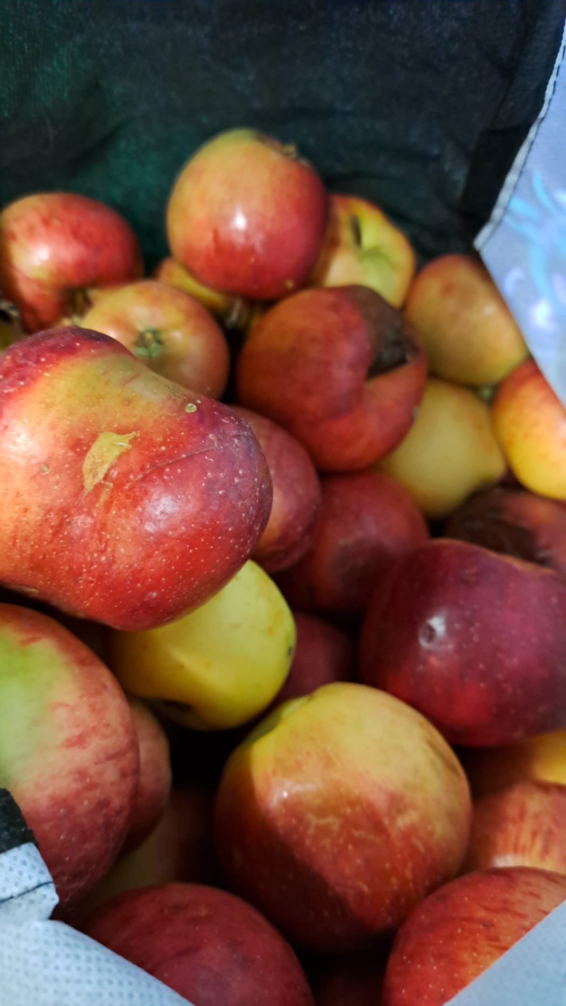 Apfelsaft selbst gemacht